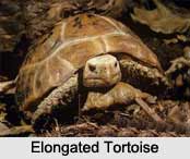 Elongated Tortoise, Indian Reptile