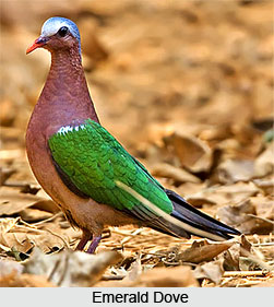 Emerald Dove, Bird