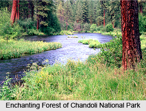 Chandoli National Park, Sangli District, Maharashtra