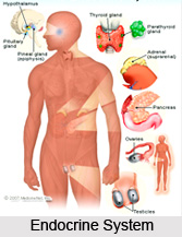 Impact of Yoga Asanas on Endocrine Glands