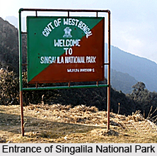 Singalila National Park, Darjeeling District, West Bengal