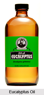 Eucalyptus Oil