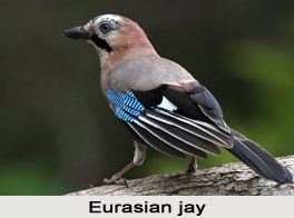 Eurasian Jay, Indian Bird