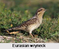 Eurasian Wryneck, Indian Bird