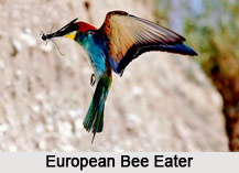 European Bee-Eater, Indian Bird