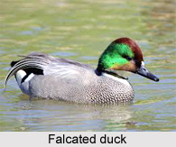 Falcated duck, Indian Bird