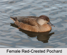 Indian Pochards, Indian Birds