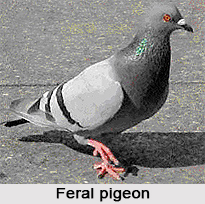 Feral Pigeon, Indian Bird