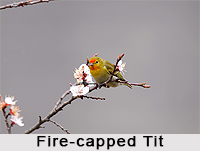 Fire-Capped Tit, Indian Bird