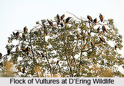D`Ering Wildlife Sanctuary, East Siang District, Arunachal Pradesh