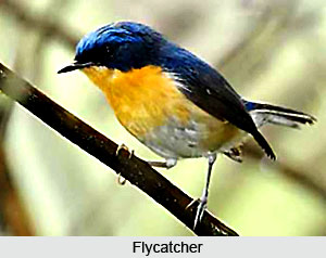 Flycatcher, Indian Bird