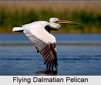 Dalmatian Pelican, Indian Bird
