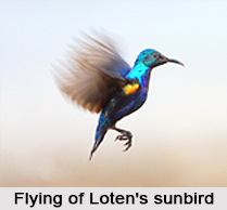 Loten`s Sunbird, Indian Bird