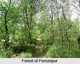 Forests of Ferozepur, Punjab