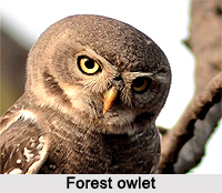 Forest Owlet, Indian Bird