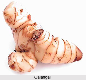 Galangal
