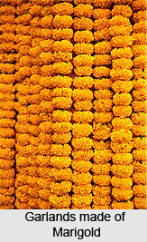 Marigolds, Indian Flower