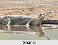 Gharial, Indian Reptile