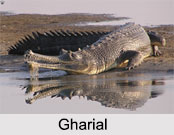 Indian Reptiles
