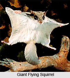 Squirrels, Indian Species