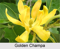 Golden Champa, Indian Plant