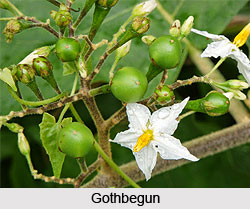 Gothbegun, Indian Medicinal Plant