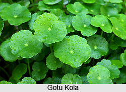 Gotu Kola, Indian Herb