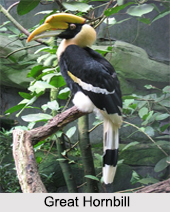 Indian Hornbills, Indian birds