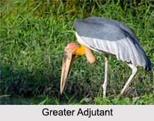 Indian Adjutants, Indian Birds