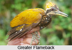 Greater Flameback, Indian Bird