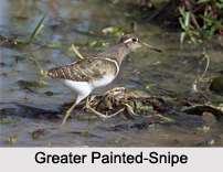 Indian Snipes, Indian Birds
