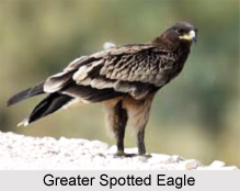 Greater spotted eagle, Indian Bird