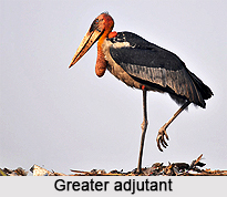 Greater adjutant, Indian Bird
