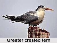 Greater Crested Tern, Indian Bird