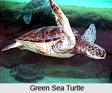 Gahirmatha Marine Wild life Sanctuary
