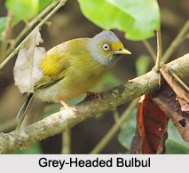 Indian Bulbuls