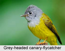 Grey-Headed Canary-Flycatcher, Indian Bird
