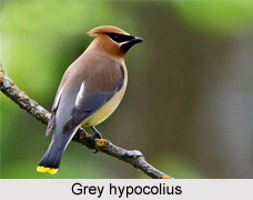 Grey Hypocolius, Indian Bird