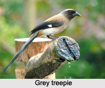 Grey Treepie, Indian Bird