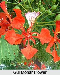 Gul Mohr flower