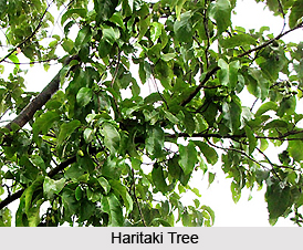 Haritaki, Indian Medicinal Plant
