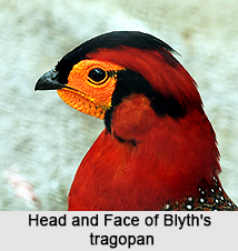 Blyth`s tragopan, Indian Bird