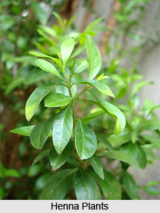 Henna-Mehndi , Indian Herb