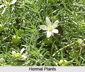 Hermal, Indian Herb