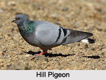 Hill Pigeon, Indian Bird