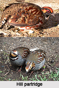 Hill partridge, Indian Bird