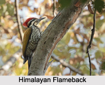Indian Flamebacks, Indian Birds