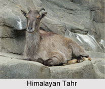 Himalayan Tahr, Indian Mammal