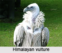 Himalayan Vulture, Indian Bird