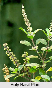 Treatment of Common Fever by Home Remedy
